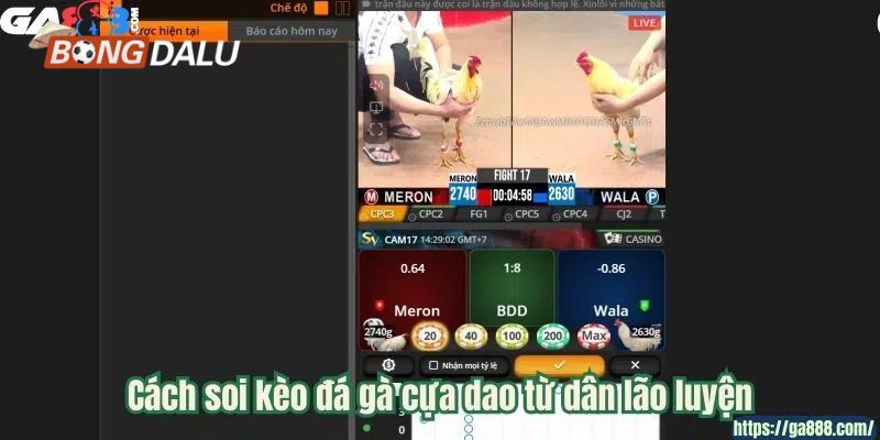 Cách soi kèo đá gà cựa dao từ dân lão luyện